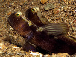 A pair of gobies in Anilao.  G9/DS160.
 by Richard Witmer 